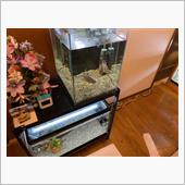 水替え直前のPHとTDS値と ...
