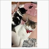 劇場版スラムダンクを見ていたら