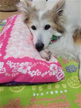 現在の愛犬の状態 現在の愛犬の状態