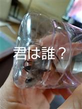 また捕獲