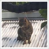 ♪おひまぁ～　♬ならぁ～　♪ ...