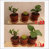 観葉植物の変化（自宅編）