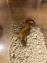 新しい家族を迎え入れました
