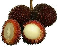 Pulasan.（プラサン）