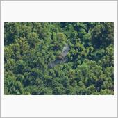 ダム湖のクマタカ 2日目
