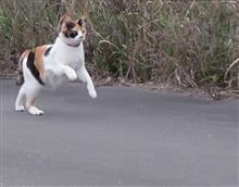 走る～走る～オレ達？