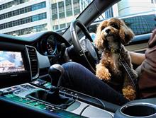 ワンコが来た！代車も乗ろう　～ Weekday Drive ！
