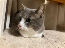 玄関の装飾