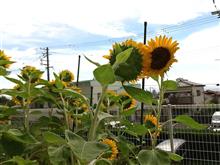 『カップルひまわり』　今日もいい感じ🌻