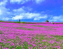 昨年，千葉のマザー牧場に行ったときの桃色吐息の写真から・・・