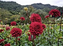「両神山麓花の郷ダリア園」多彩な色合いに感動🌺