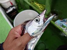 ミナミ釣船でタチウオ、アジ狙い ミナミ釣船でタチウオ、アジ狙い