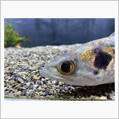 塩浴開始と観パラD 魚病薬の ...