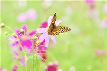 秋の訪れ楽しむ虫たち から