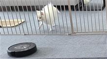 最近のへるにっくす家🏠の掃除事情 with 紬🐶 最近のへるにっくす家🏠の掃除事情 with 紬🐶