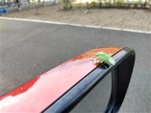 誰も見てないけどお披露目