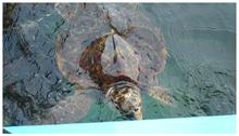 海亀産卵地　大浜海岸　産卵は見れるか 徳島県美波町　🐢