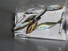 今日の釣果