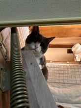 切ってきた