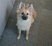 犬の様子が変??? 犬の様子が変???