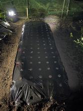 夜の畑活はタマネギの植え付け。