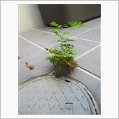 恐るべき生命力