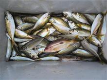 一週間ぶりの釣り 一週間ぶりの釣り