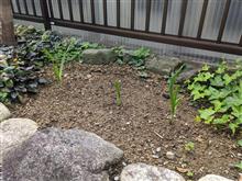 ニンニクを植えましたよ😆