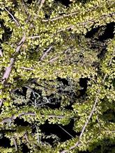 イチョウが色付き始めましたね　〜米沢市〜