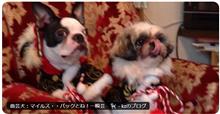 曲芸犬：マイルス・・パックとね！一瞬芸　🐩