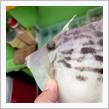 伊藤遊船でカワハギ狙い