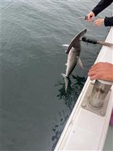241026 伊勢湾打たせ真鯛釣り