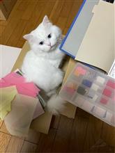 布とねこと私