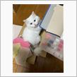布とねこと私