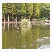 まだまだ色付かない別所沼公園 ...