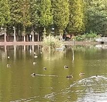 まだまだ色付かない別所沼公園です！