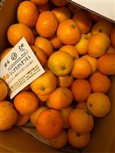今シーズンも🍊