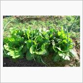 植え終わり　ですね