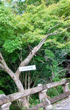 トトロの里、ジブリの森訪問