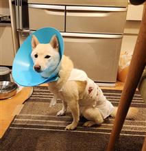 シロが轢き逃げされました