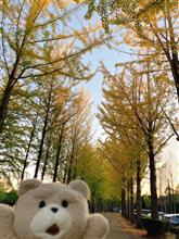 万博記念公園の黄葉　イチョウ並木　50%ぐらいかな