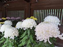 寒川神社菊花展に行ってきました