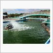 しらこばと水上公園でエリアトラウト