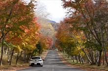 紅葉と1周年 紅葉と1周年