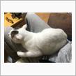今日のまゆげ😸あったかいニャ〜