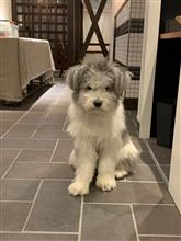 看板犬…🐶