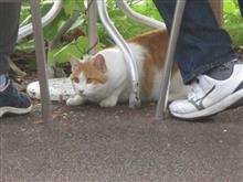 肥えた猫