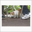肥えた猫