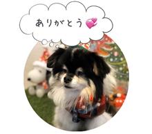 8君　天国へ旅立ちました　　可愛がって下さった皆様、有難うございます
