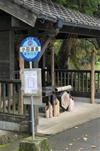 2024/11/11　小田温泉の大杉と紅葉